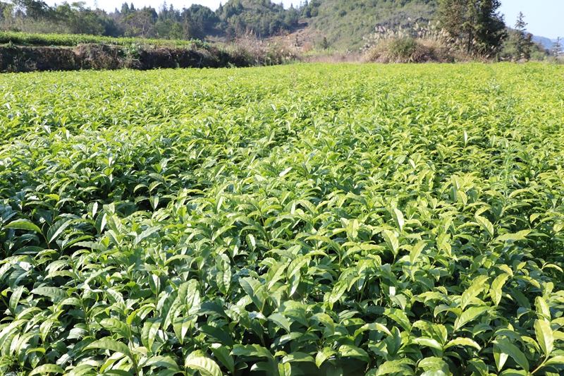 茶苗長勢良好.JPG