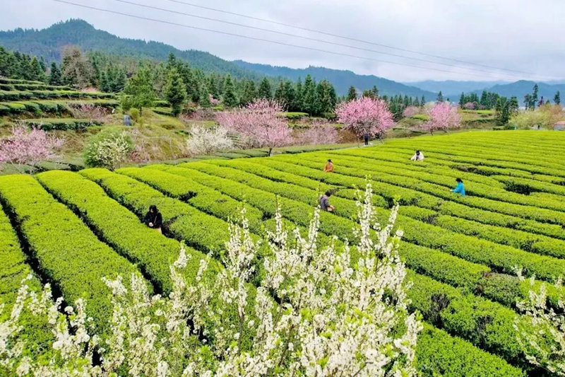 點燃項目“引擎” 高質量發展活力澎湃。