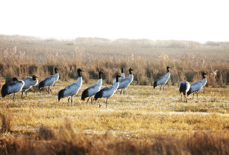 黑頸鶴在草海溫家屯棲息地覓食休息。