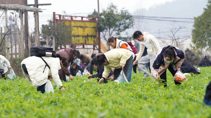 游客體驗(yàn)采摘豌豆尖。