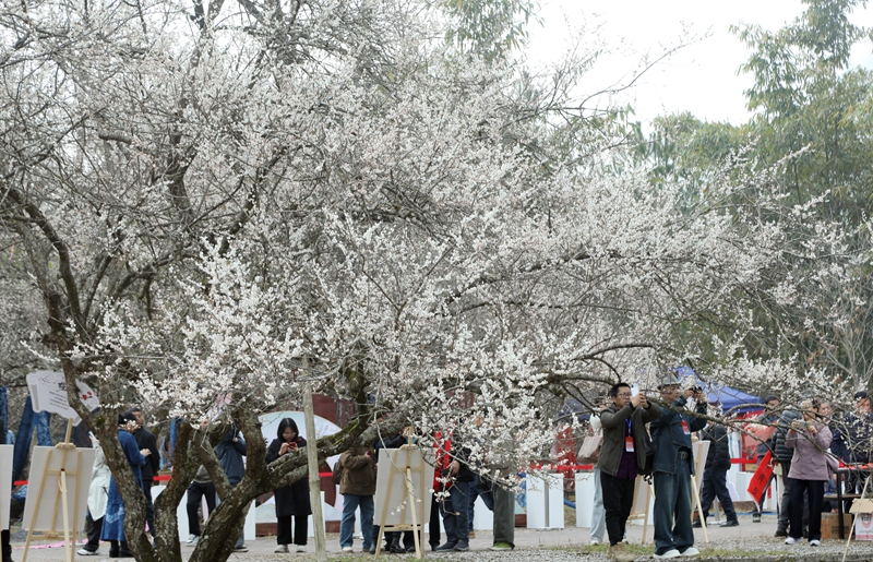 4 圖為1月18日，游客在荔波萬(wàn)畝梅原游玩。戴友維 攝.JPG