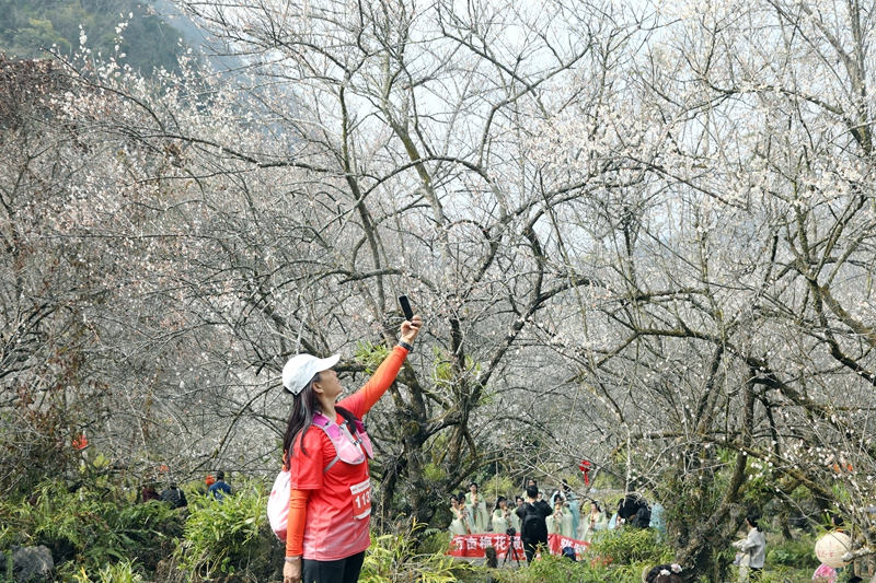 5 圖為1月18日，游客在荔波萬(wàn)畝梅原游玩。戴友維 攝.JPG