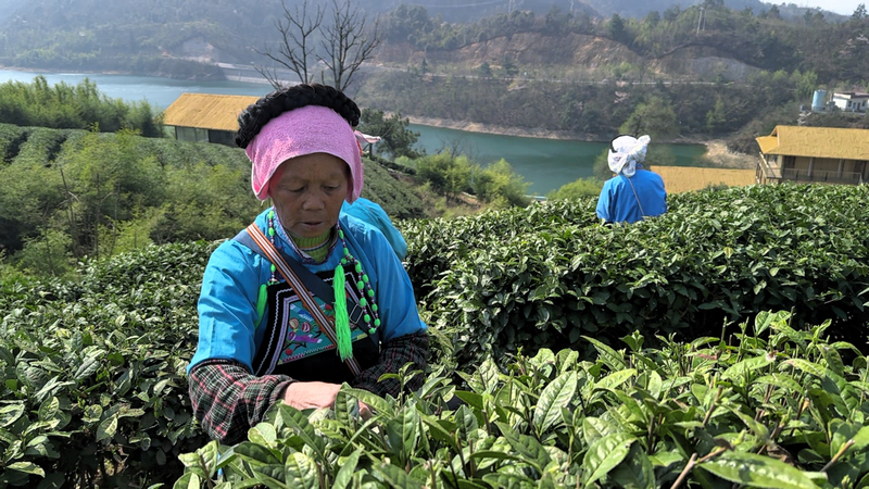 茶農在都勻市毛尖鎮高寨水庫茶園采摘茶葉。貴陽銀行累計為都勻茶產業發放貸款4000萬元。