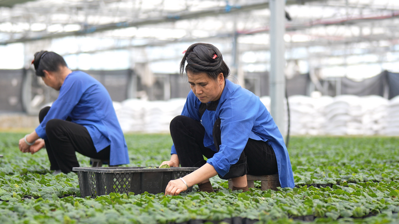 工人在位于榕江縣的貴州省甜甜榕江農業貿易有限公司育苗大棚進行羅漢果苗管護工作。貴陽銀行為該企業提供了500萬元專項資金。