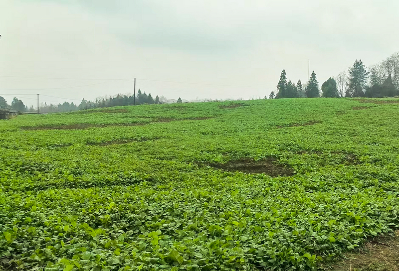 金沙縣安洛鄉羅家壩村長勢良好的油菜。