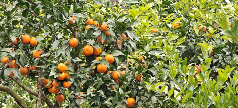 掛在枝頭的誘人場(chǎng)景。