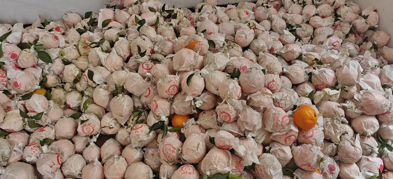 果農(nóng)采摘后堆放的橘子。