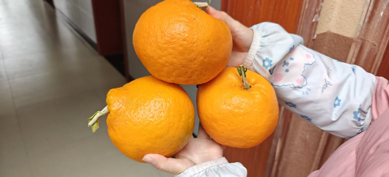 游客展示采摘的橘子。