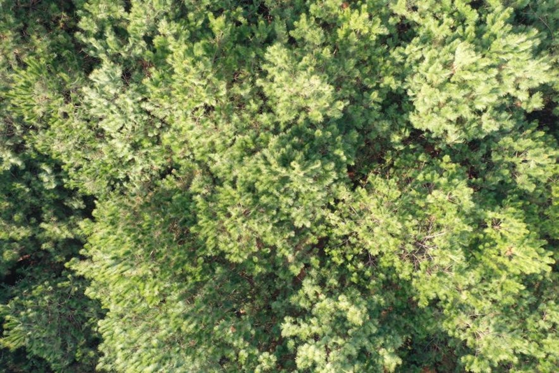 3、都溪林場(chǎng)四季常青的松樹。