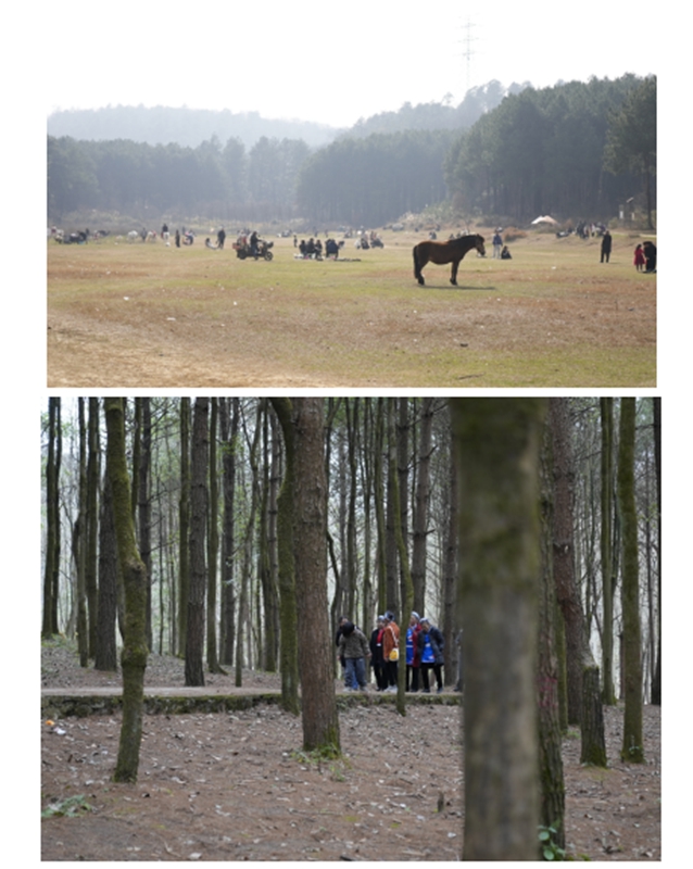 4、都溪林場(chǎng)內(nèi)踏青的游客。