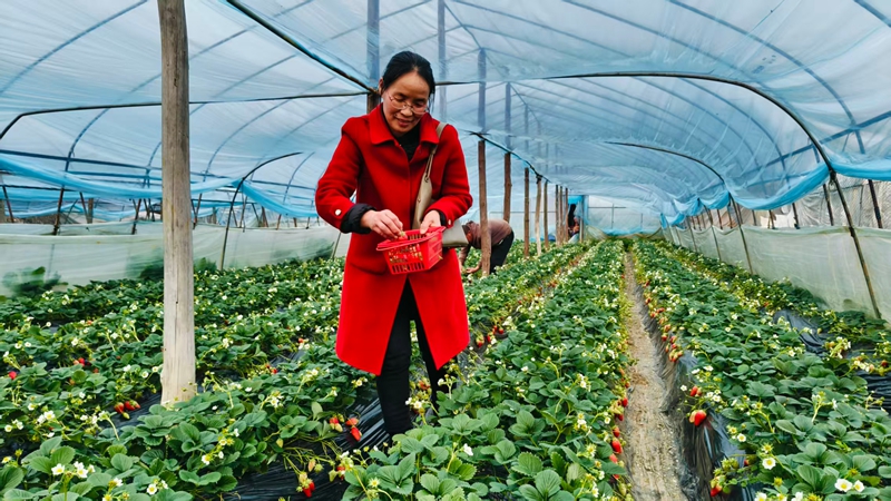 游客在草莓采摘園里享受草莓采摘樂趣。