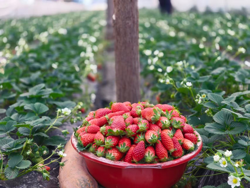 草莓猶如精致的紅寶石。