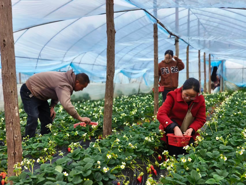 游客在草莓采摘園里享受草莓采摘樂趣。