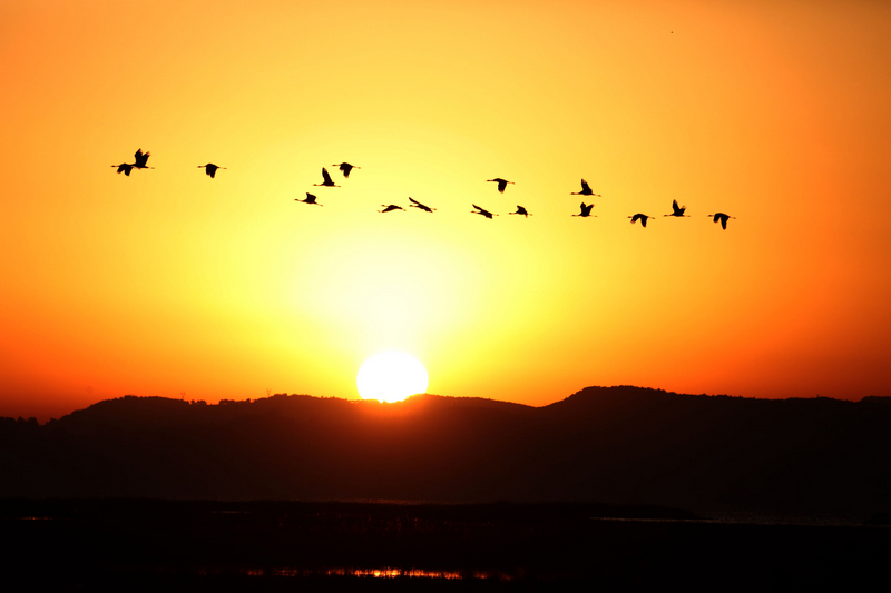 2026年01月18日,外出覓食的鳥兒迎著夕陽飛回草海棲息地休息。