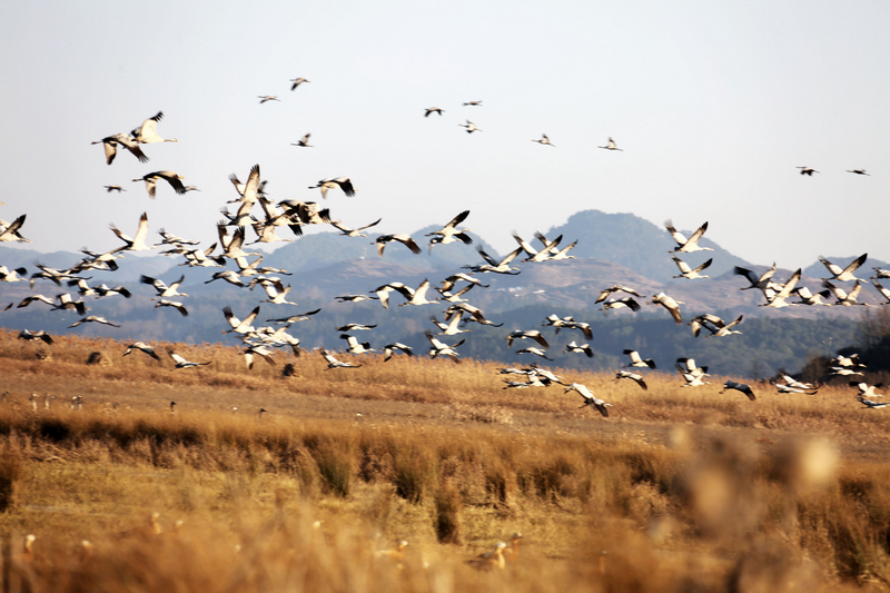 2026年01月18日,大批黑頸鶴在草海溫家屯棲息地覓食休息，翩躚起舞。