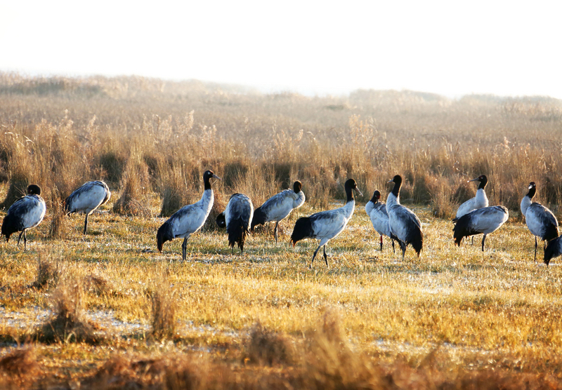2026年01月18日,大批黑頸鶴在草海溫家屯棲息地覓食休息。