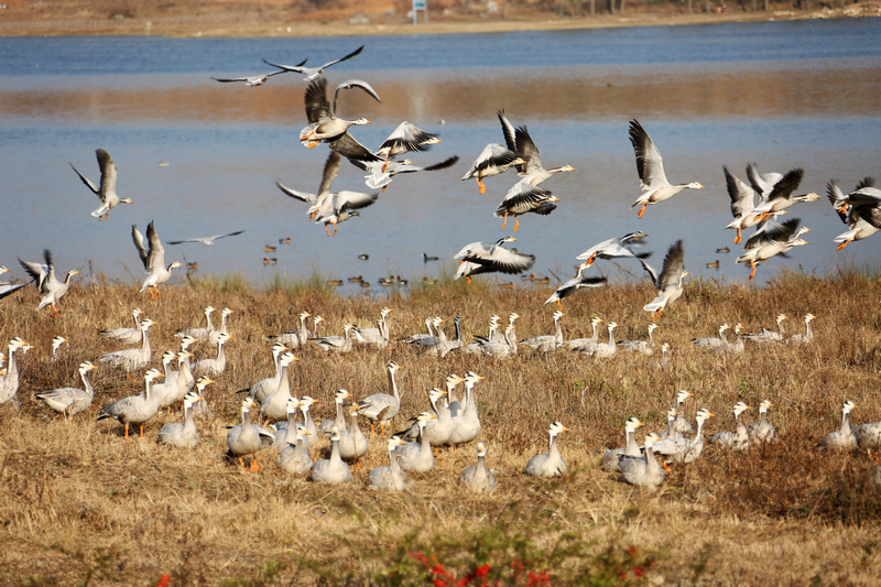 2026年01月18日,大批鳥兒在草海下游鎖黃倉國家級濕地公園棲息地覓食休息。