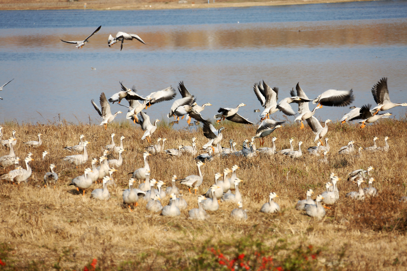 2026年01月18日,大批鳥兒在草海下游鎖黃倉國家級濕地公園棲息地覓食休息。