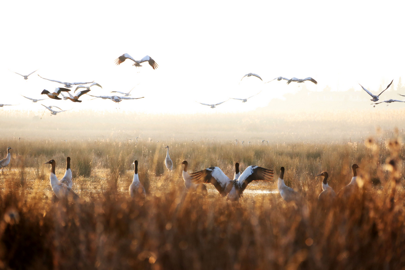 2026年01月18日,黑頸鶴等鳥類在草海溫家屯棲息地覓食休息，嬉戲起舞。