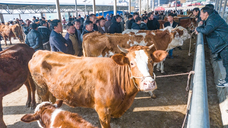 赫章縣松林坡鄉倮柱牲畜交易市場人頭攢動、畜群涌動  謝永奇 攝