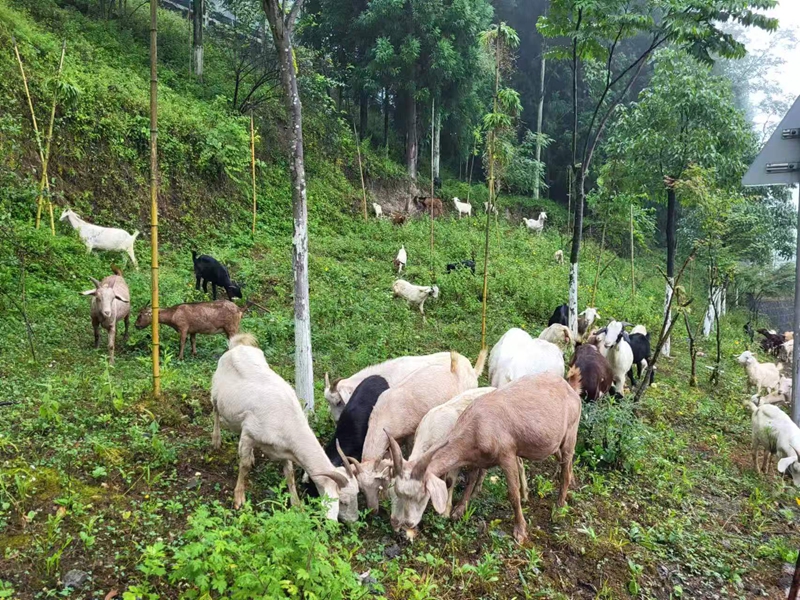 黔北土山羊。.jpg