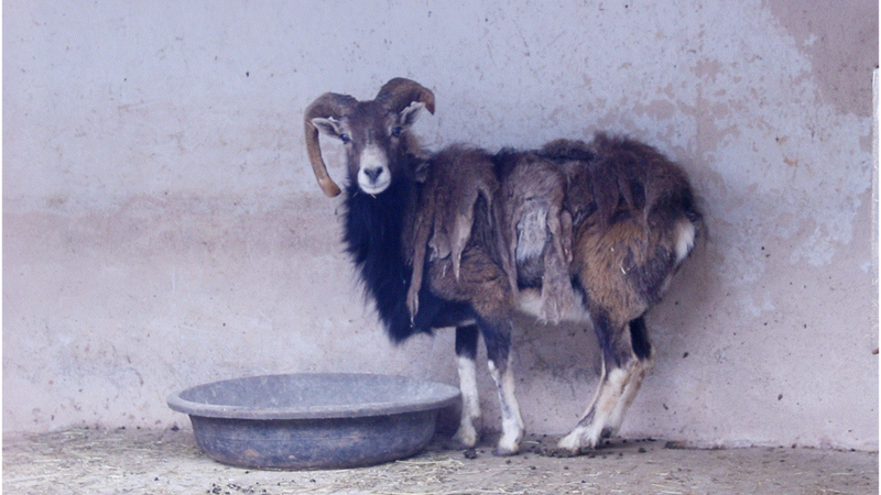 凱里市動物園正在采取防寒保暖措施。
