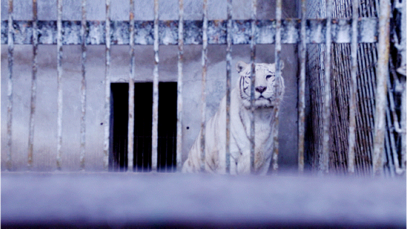 凱里市動物園正在采取防寒保暖措施。