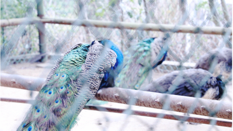 凱里市動物園正在采取防寒保暖措施。