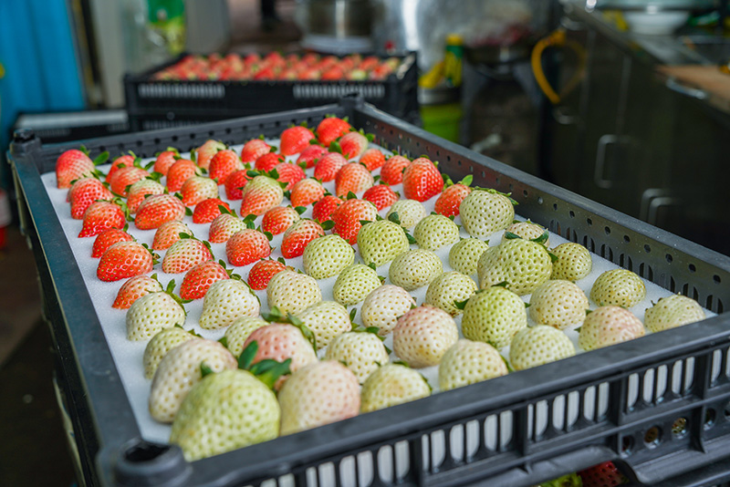 采摘的新鮮草莓。