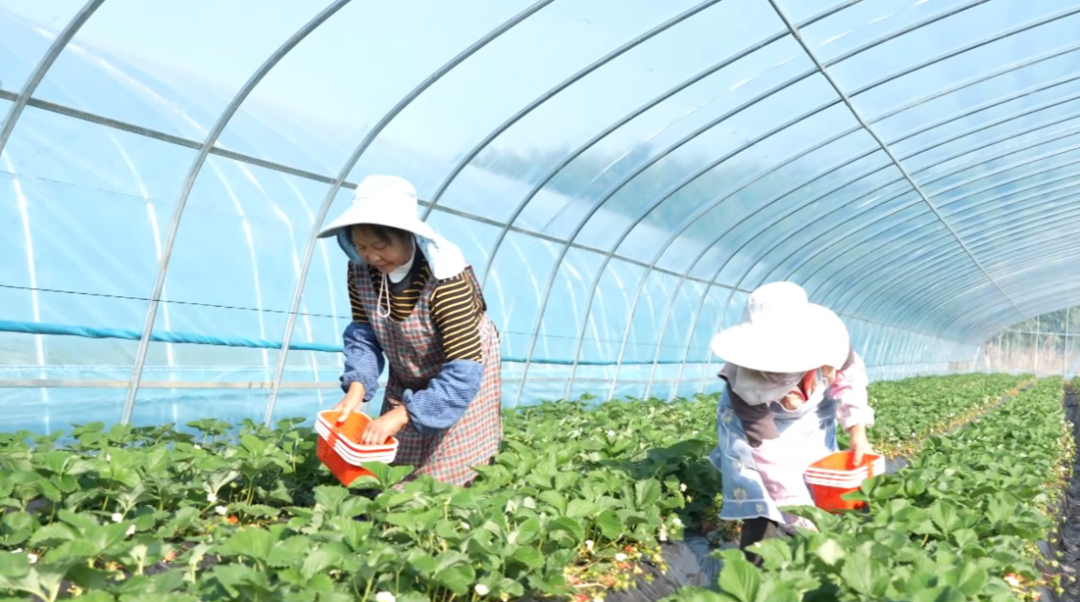 西秀區冬季經濟激活家門口就業。