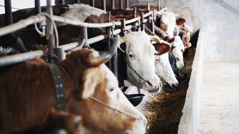 在桐梓縣婁山關街道婁山社區的肉牛養殖場。 王琨榮攝.jpg