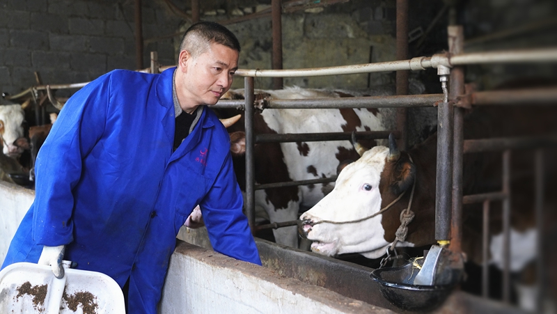 在桐梓縣婁山關街道婁山社區的一處肉牛養殖場內,負責人趙春林正忙著給牛群添加飼料,仔細查看每頭牛的生長狀況。王琨榮攝.jpg