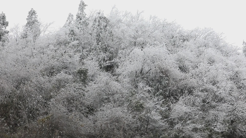 寒霧凝霜綴滿枝頭 (1).jpg