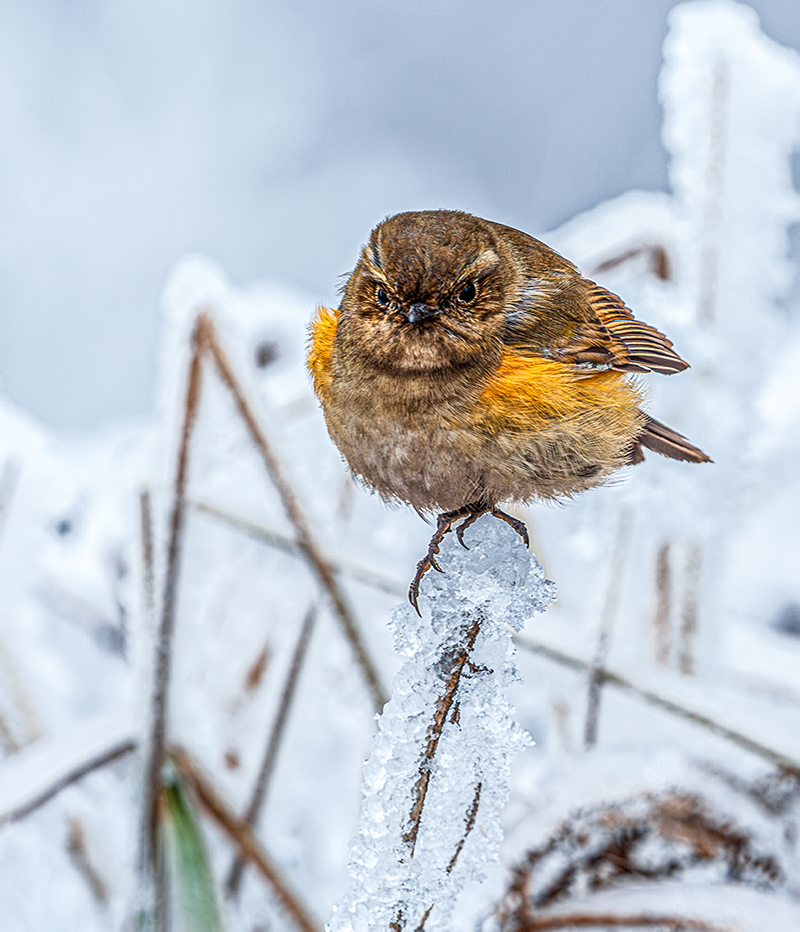 雪中小鳥。張更生攝