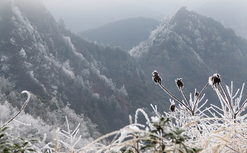 云霧山霧淞。錢信祥攝