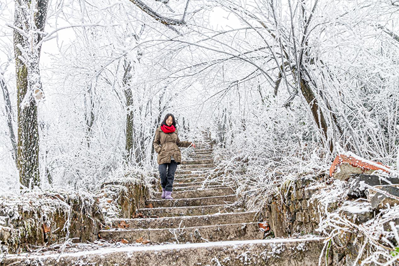 被冰棱裹住的枯枝。張更生攝
