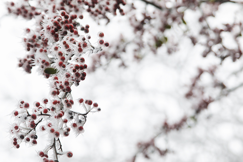云霧山霧淞。錢信祥攝