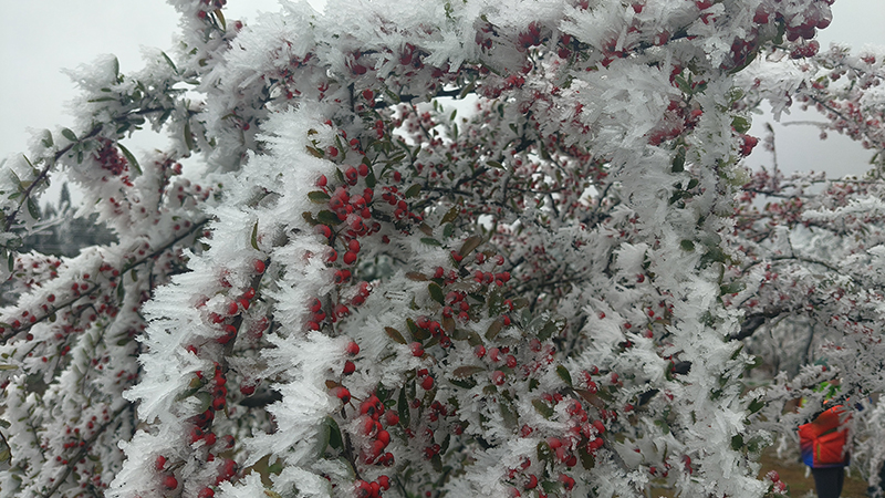 霧山霧淞美景。黃德軍攝