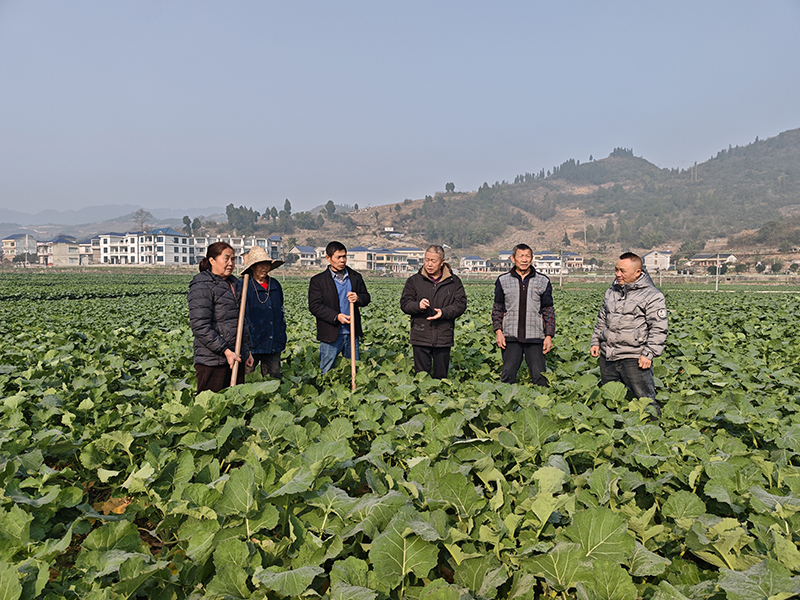 農技專家手把手指導農戶開展低溫防護。