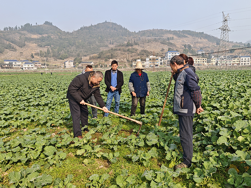 農技專家手把手指導農戶開展低溫防護。