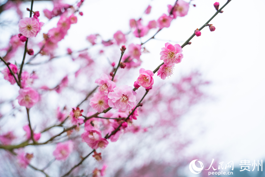 梅花悄然綻放。人民網(wǎng) 陽茜攝
