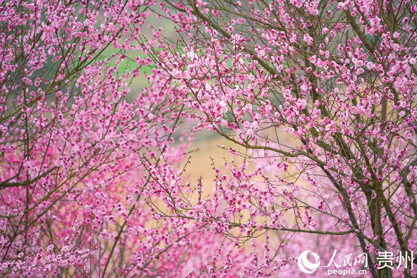 園區共有5萬余株梅花次第開放。人民網 陽茜攝
