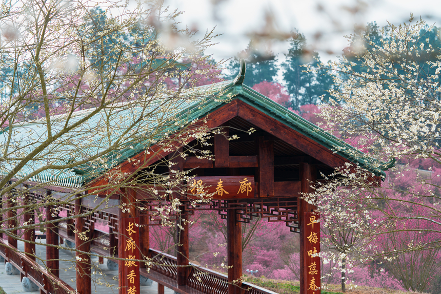 航拍貴安新區梅園。楊文攝