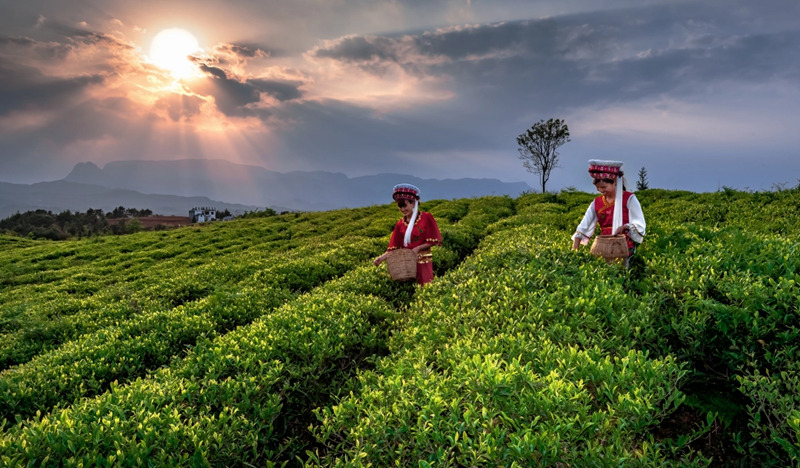 水城春茶園。姚詠攝