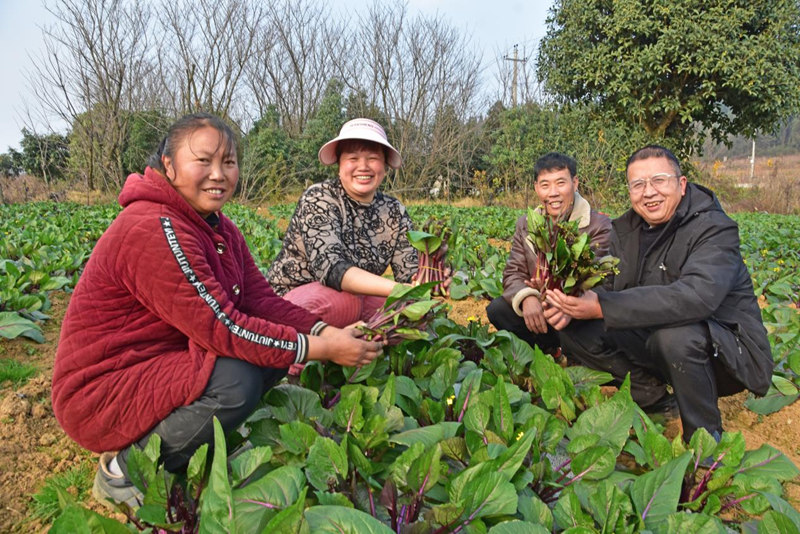 冬季蔬菜搶鮮上市。