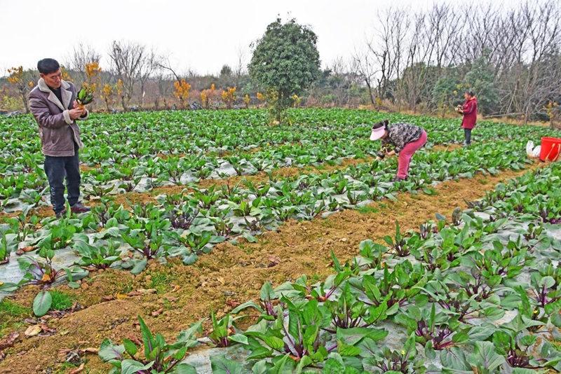 冬季蔬菜搶鮮上市。
