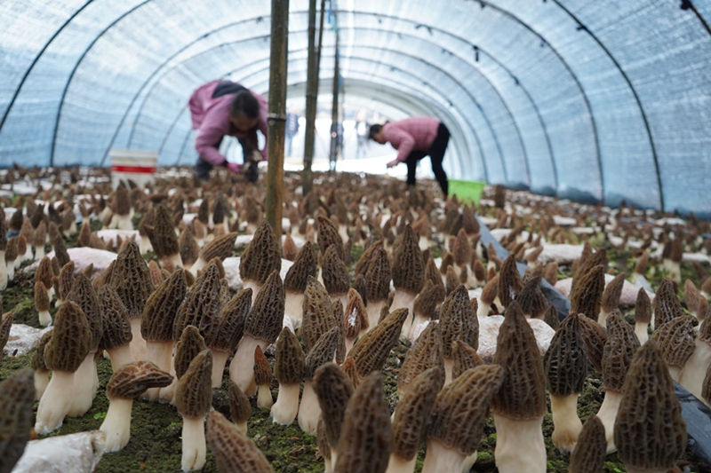 1.岑鞏縣天星鄉東興村羊肚菌種植基地，工人在采收羊肚菌。（周燕 攝）
