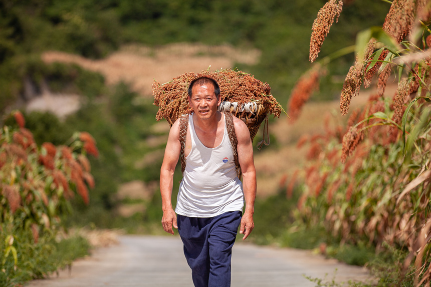 仁懷糯高粱豐收啦。