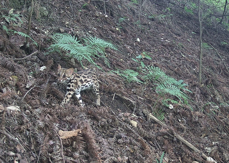 野外紅外相機捕捉到的國家二級保護動物豹貓.jpg