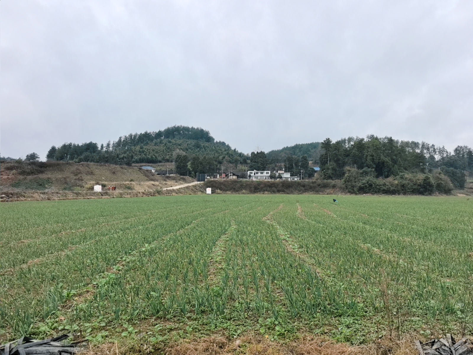 蒜苗基地。